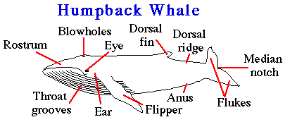humpbackanat.gif (3305 bytes)